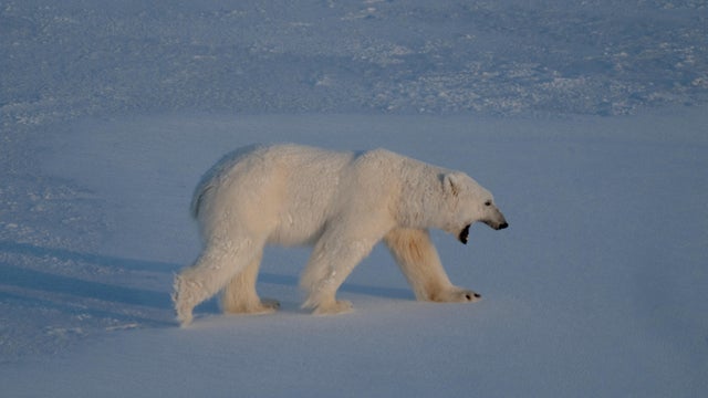 NORWAY-ENVIRONMENT-CLIMATE-RESEARCH-ANIMAL 