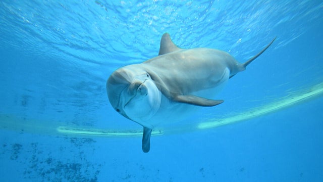 brookfield-zoo-chicago-bottlenose-dolphin-allie-hero.jpg 