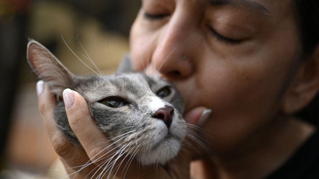 thumbs-cat-rescue.jpg 