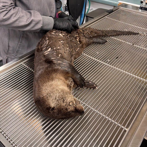 otter-hit-by-car-in-vacaville-solano-wildlife-1.jpg