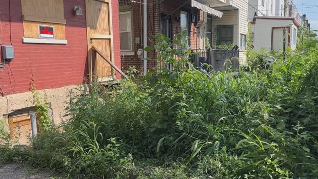 An overgrown yard at a boarded-up home in Olney