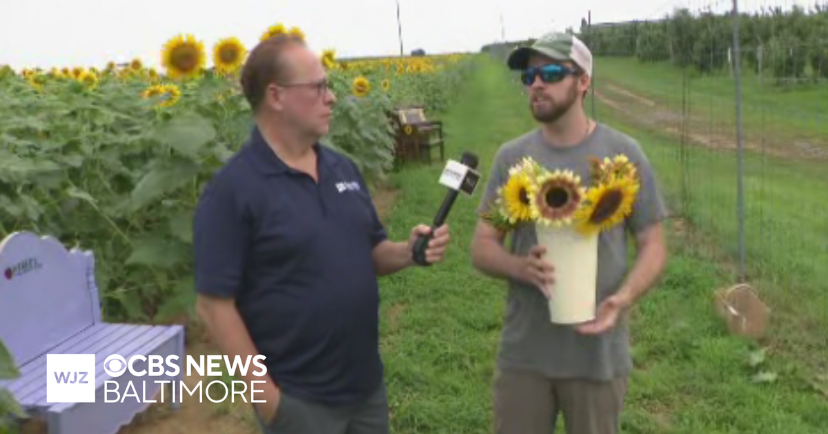 Around Town: Weber’s PeachBerry Farm just launched its first ever pick your own sunflowers event