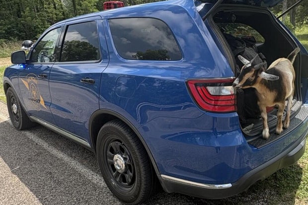 Michigan State Police receieves "help" from goat to investigate crash 