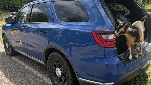 Michigan State Police receieves "help" from goat to investigate crash 