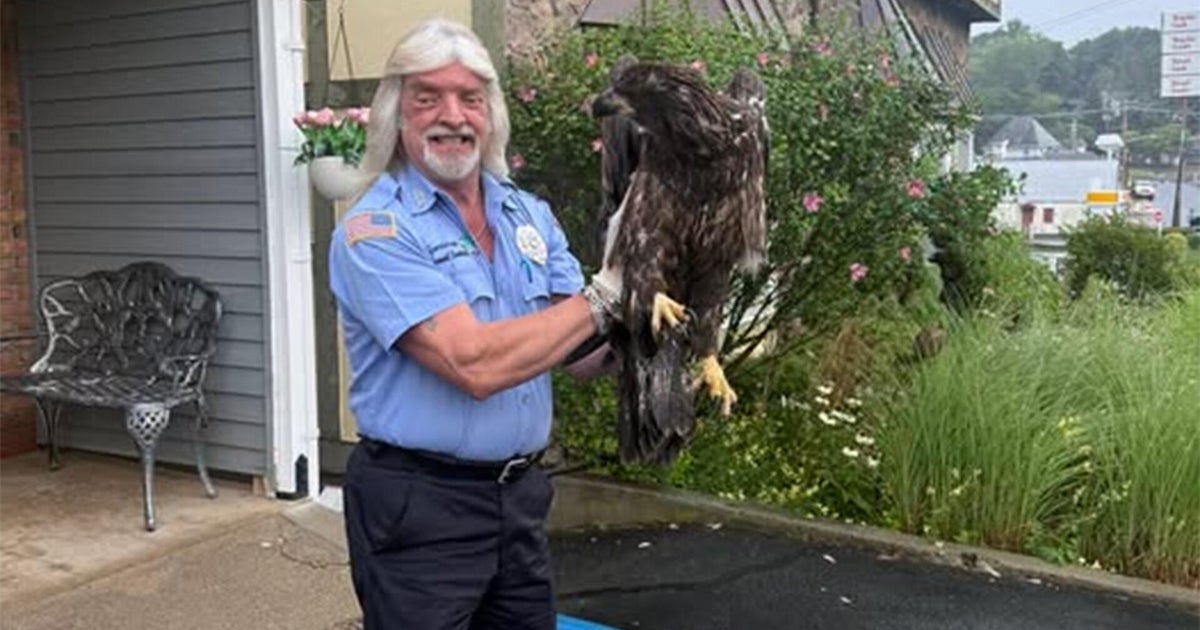 Bald eagle rescued in Sparta, N.J.