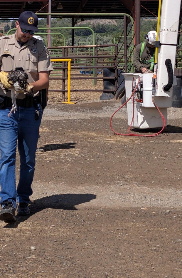 fairgrounds-osprey-6-hotchkiss-pd-on-fb.jpg