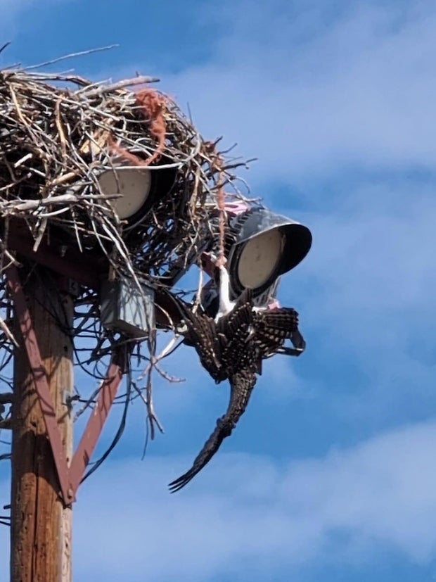 fairgrounds-osprey-1-hotchkiss-pd-on-fb.jpg