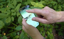 The iNaturalist app &ndash; Mixing science with fun 