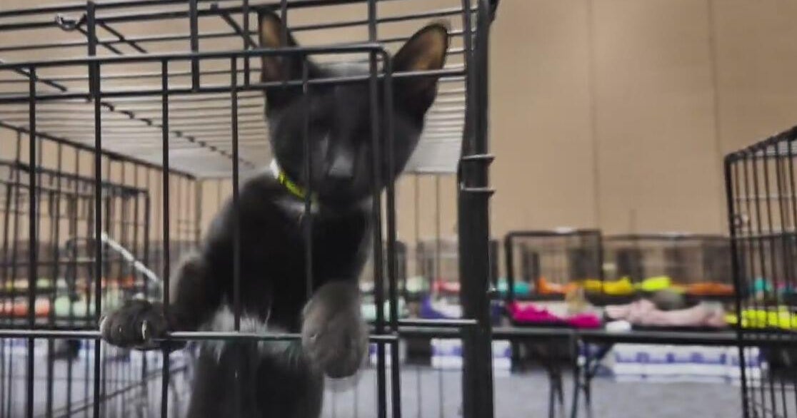 Furry friends seeking fur-ever families at a mega pet adoption event in Fort Wor...