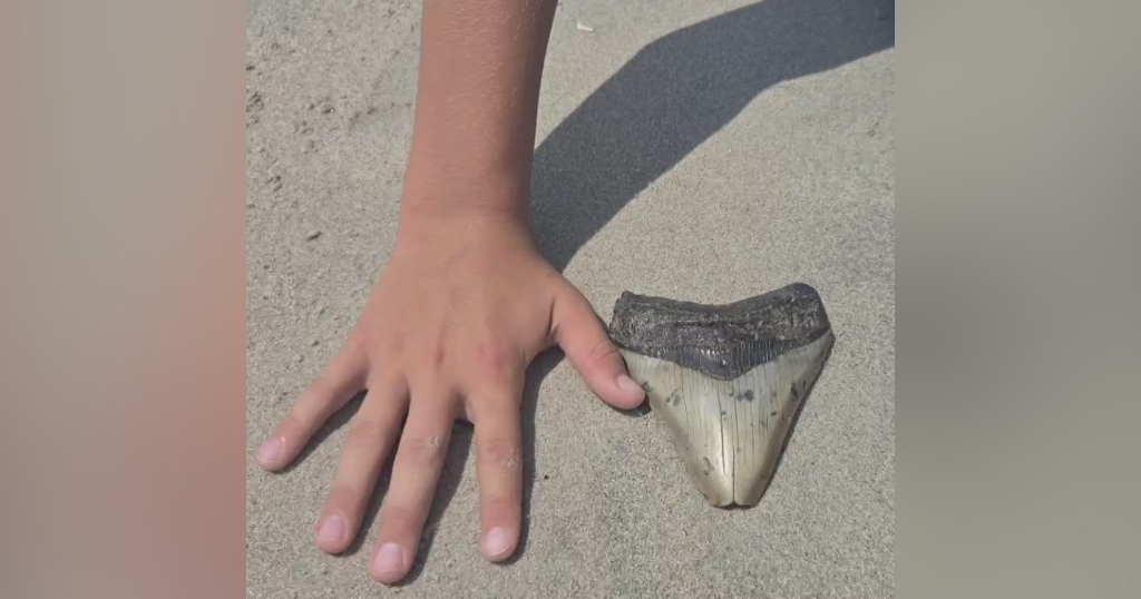 Megalodon tooth discovered by Pittsburgh-area family on beach vacation