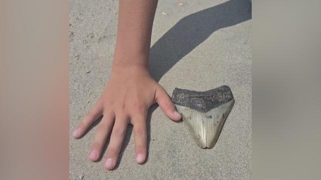 kdka-megalodon-tooth.png 