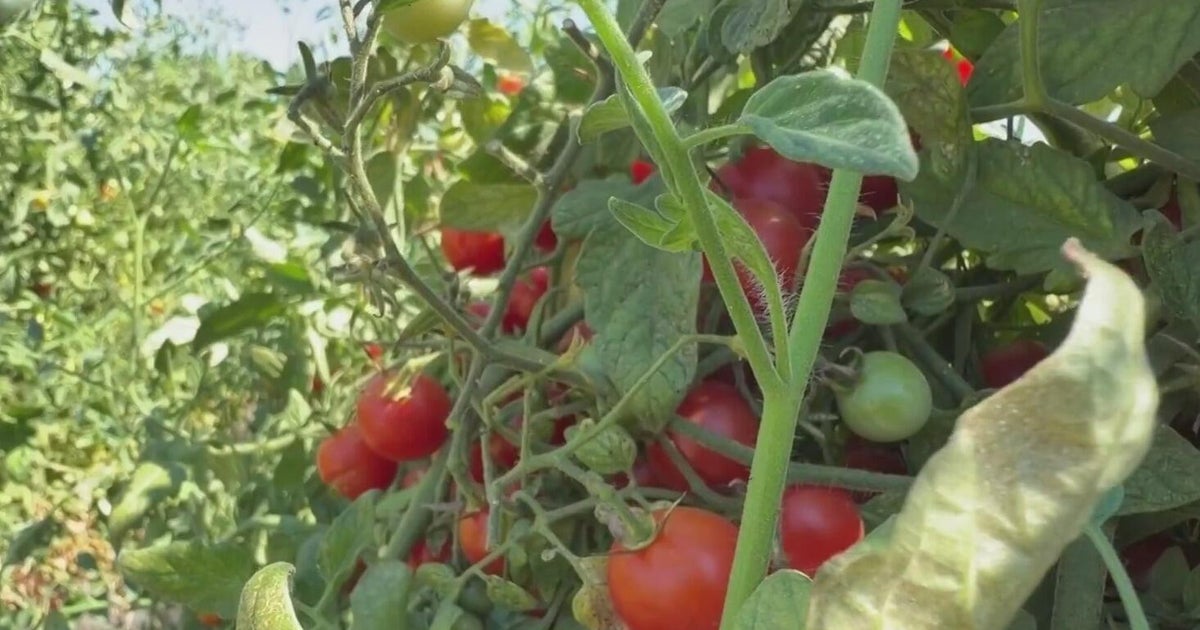 Program that builds local food systems in California at risk of losing funding
