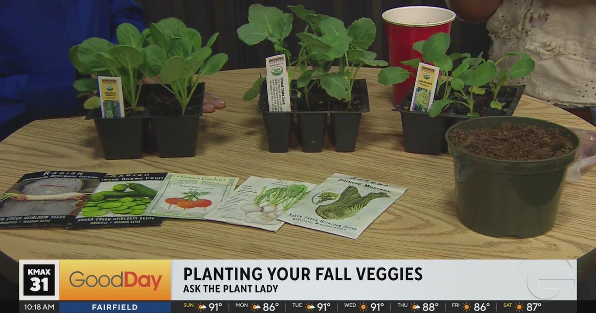 The Plant Lady - Planting A Fall Vegetable Garden