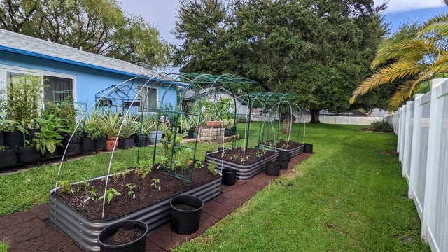 Backyard garden 