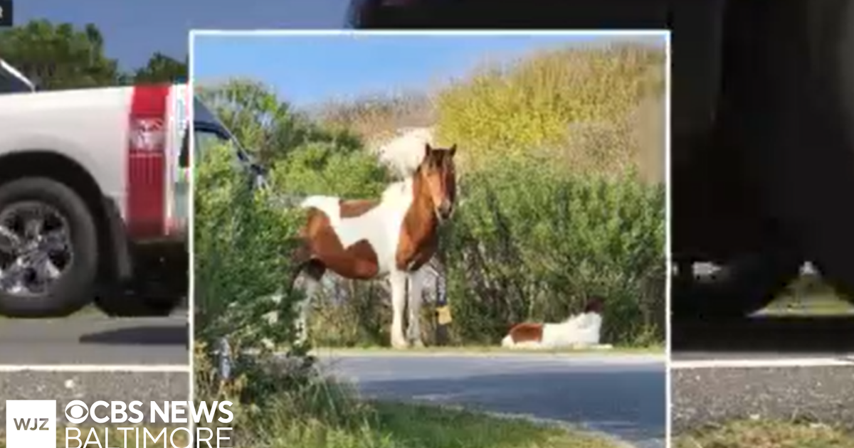 3 horses struck by vehicles on Assateague this summer