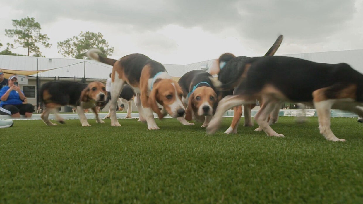 Thousands of beagles bred for research get a new life as questions ...