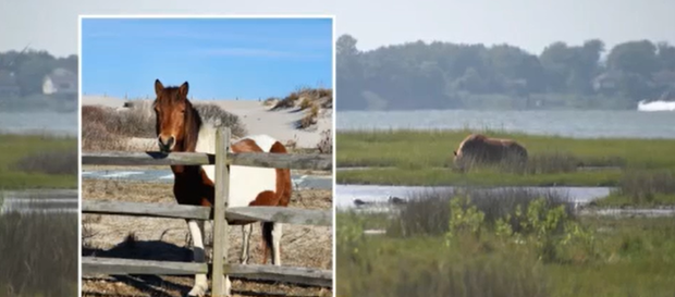 horse.png