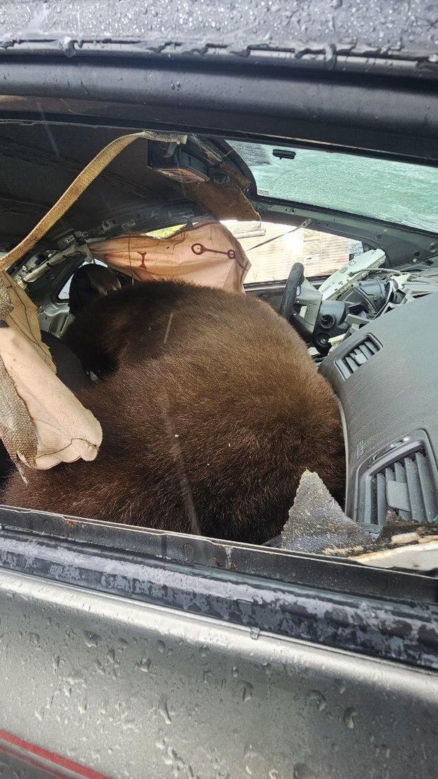 springs-bear-car-break-in-cpw-se-region-1.jpg