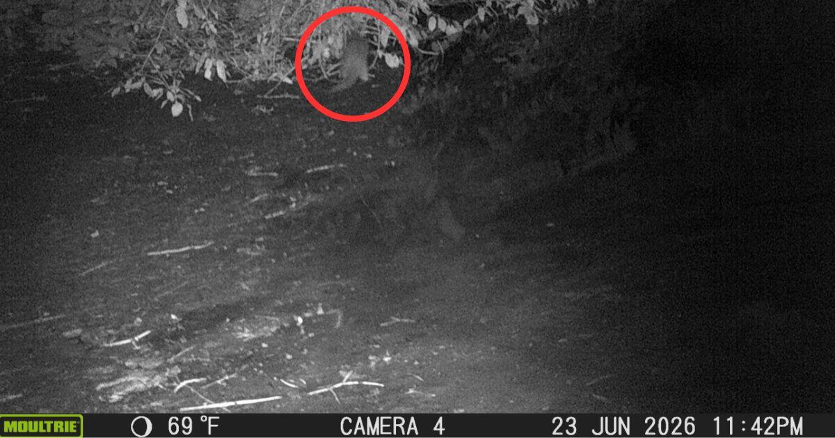 Rare Mink Spotted in the Bronx Joins Local Wildlife Boom