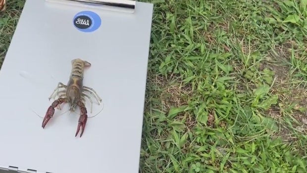 Michigan environmental advocates say to be on lookout for invasive red swamp crawfish, stiltgrass
