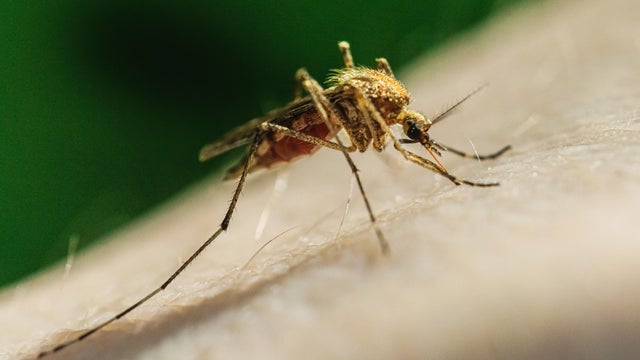 Mosquito on the skin drinks blood macrophotography 