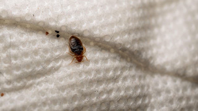 Macro Photo Of Bed Bug On Fabric 