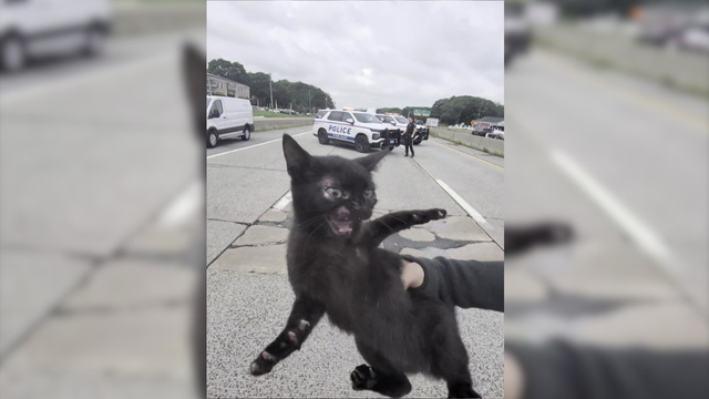 cat-1.png 