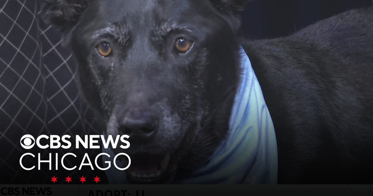 Adopt JJ from the Chicagoland Lab Rescue