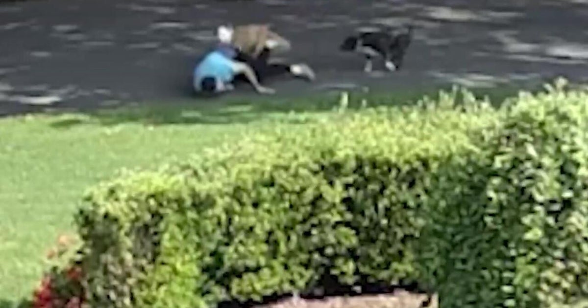 Video shows dogs attacking jogger, 2 others in Long Island neighborhood