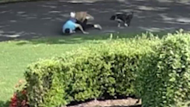Two dogs attacked a man on the ground in the street 