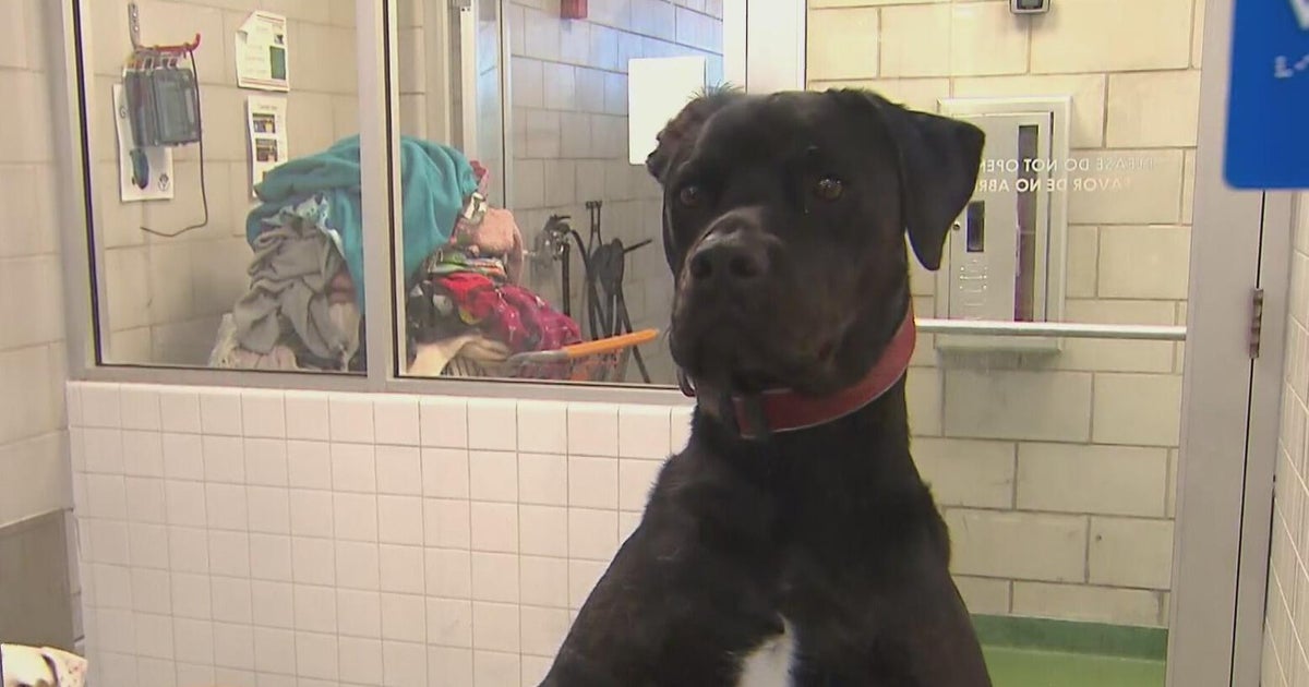 New World screwworm in Texas presents challenges for some animal shelters