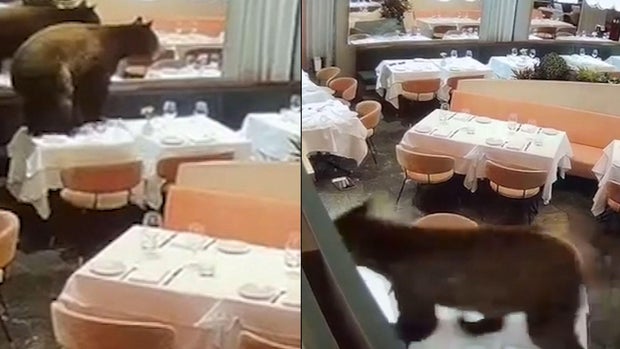 bear.jpg 