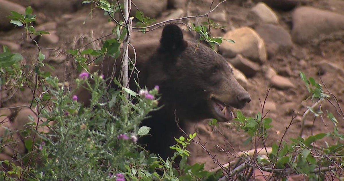 Colorado bears are hungry amid drought. Should people feed them? Wildlife experts debate.