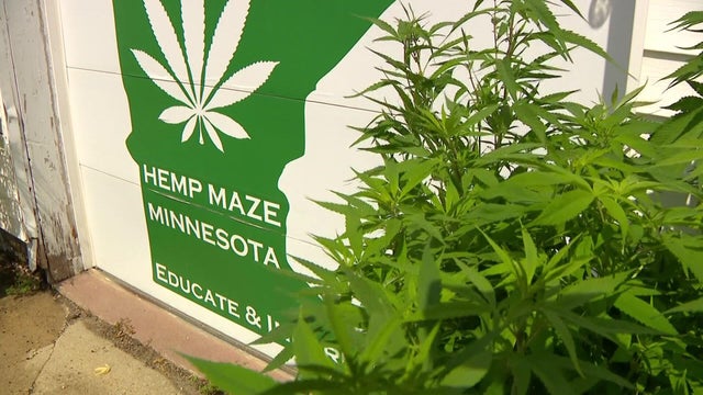 4p-llpkg-zumbrota-hemp-maze-wccob4ot.jpg 