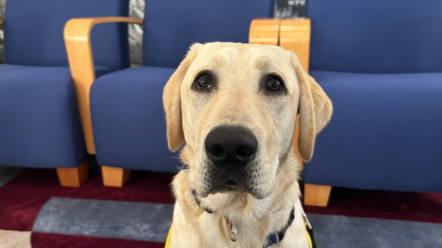 aikman-canine-companion.png 