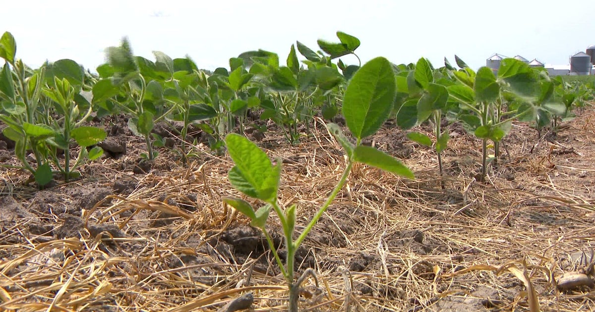 Minnesota safety expert shares guidance amid E. coli, salmonella illnesses linked to alfalfa sprouts