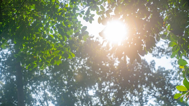 Leaf, Tree, Green Color, 
