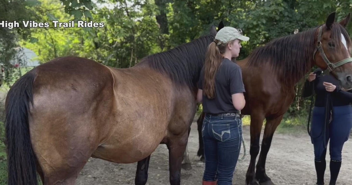 Owner of 37 horses seized in Michigan files motion to have them returned