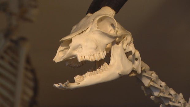 Woolly Mammoth Antiques and Oddities is a Chicago store not for the faint of heart