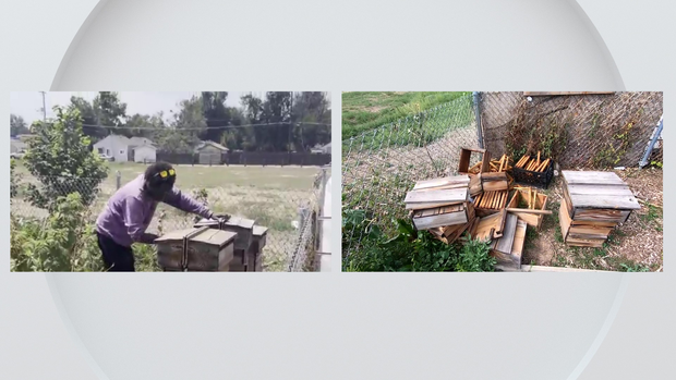 vandalism-spree-denver-metro-area-garden.png