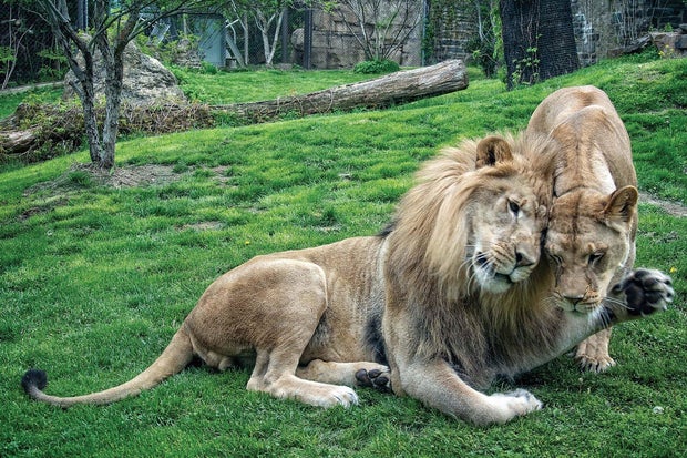 Philadelphia Zoo Lion