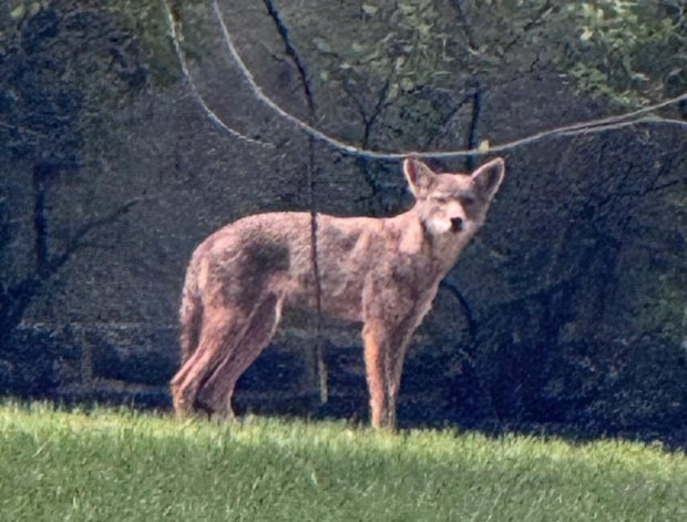 Aggressive coyote seen wandering Cheltenham Township, police say