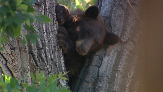 bear2.jpg 