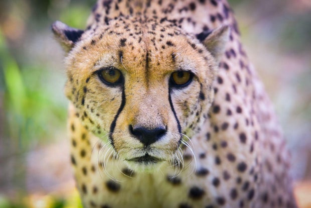 cheetah2.jpg