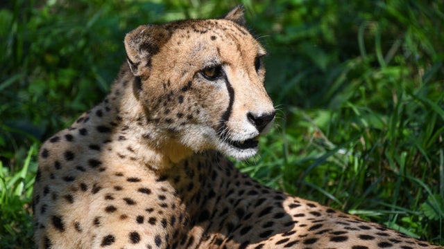 cheetah1.jpg 