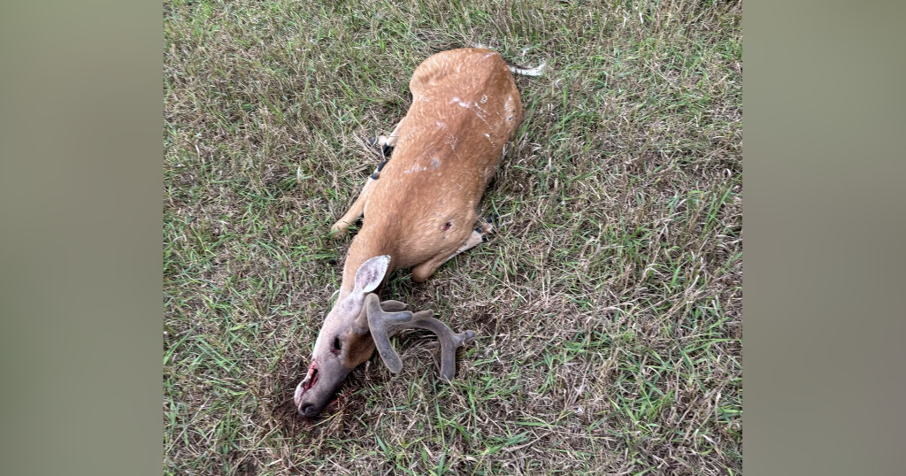 Six-Point Buck Illegally Shot in Bedford County, PA
