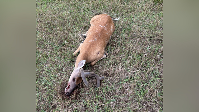 kdka-bedford-county-poaching.png 