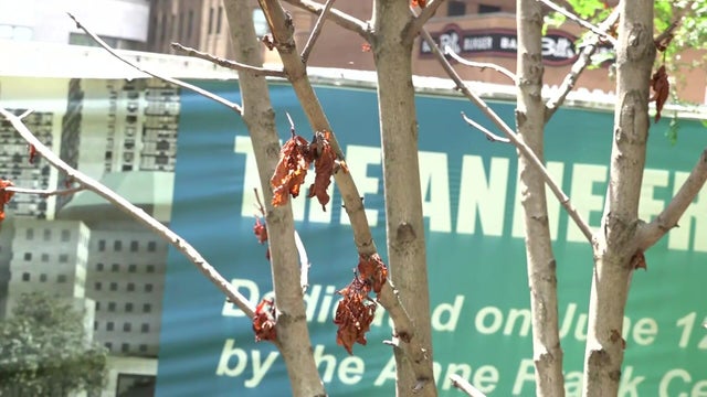 Anne Frank Tree in Liberty Park 