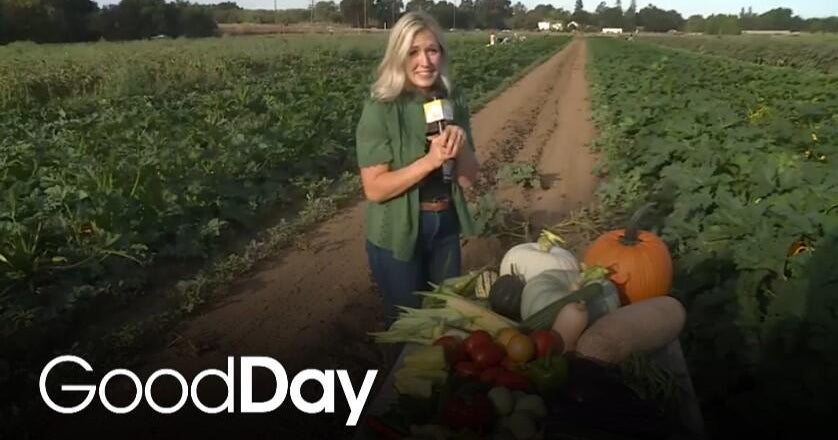 Pick fresh produce at Davis Ranch Produce!