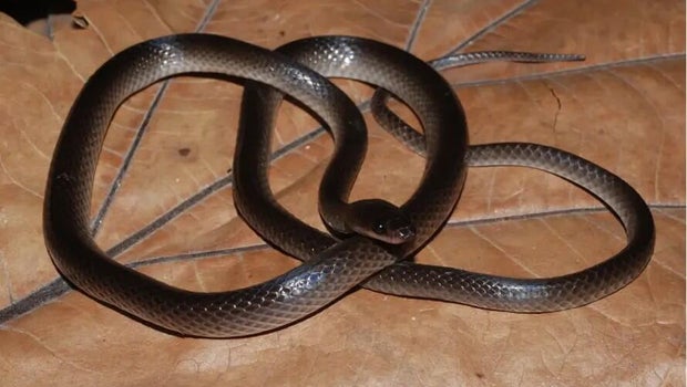 Field Museum scientists name newly discovered snake after Guns N' Roses guitarist Slash